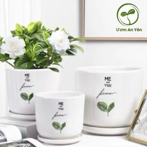 Chậu Sứ Tròn Kèm Đĩa Sang Trọng - Hoàn Hảo Cho Sen Đá, Cây Kiểng, Trang Trí Bàn Và Văn Phòng