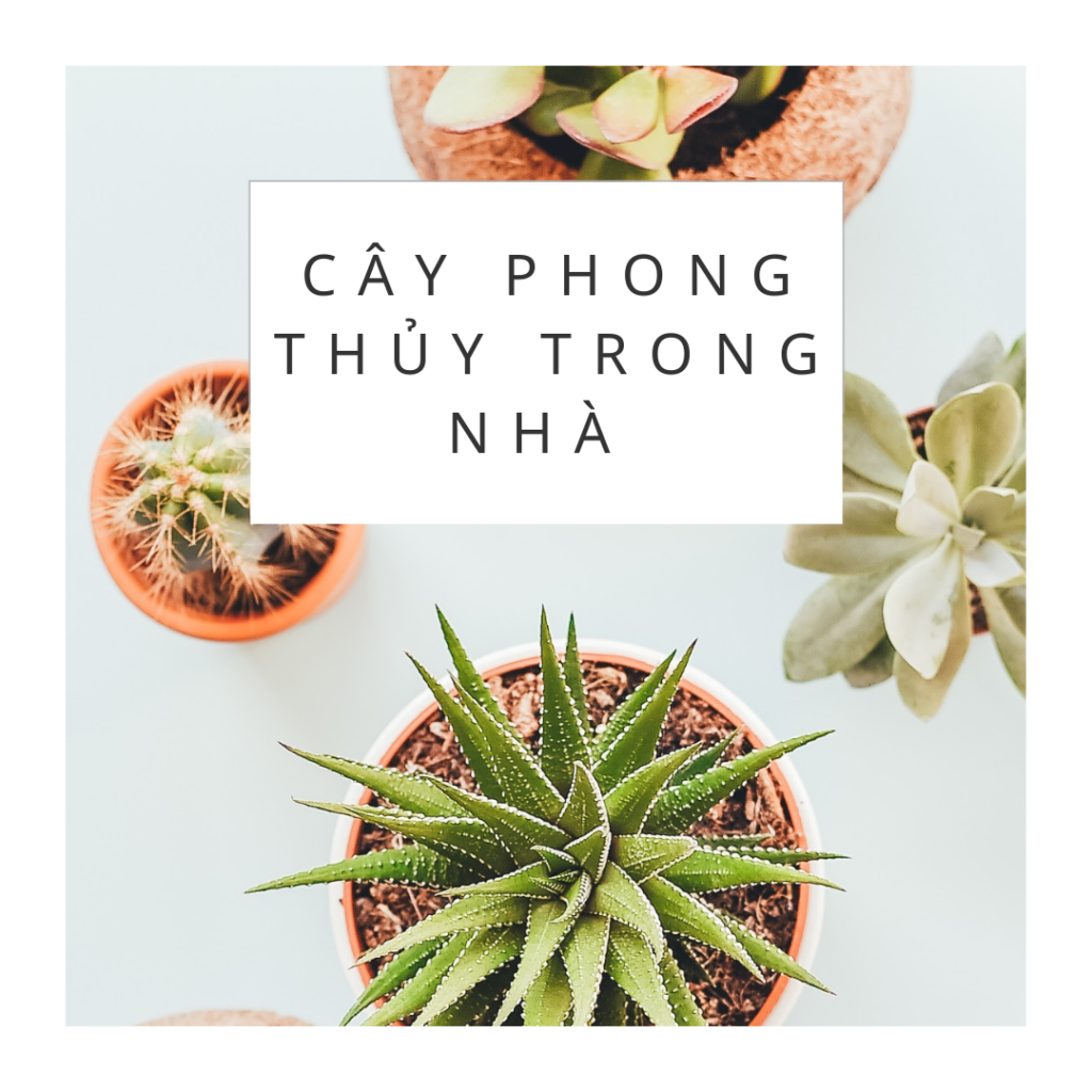 Cây phong thủy trong nhà