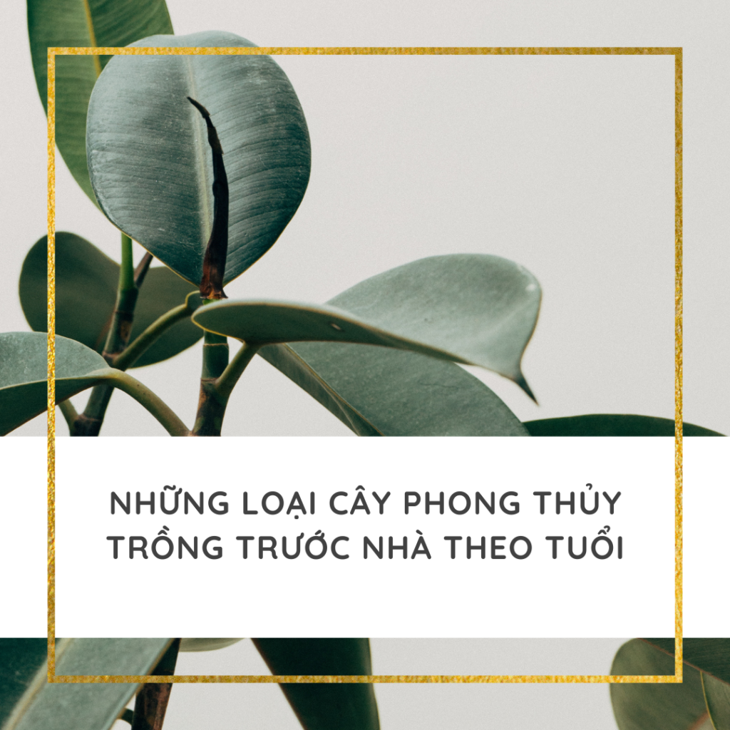 cây phong thủy trồng trước nhà