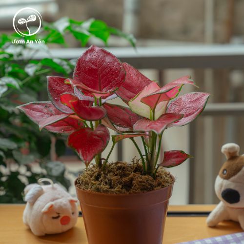 Cây vạn lộc đỏ